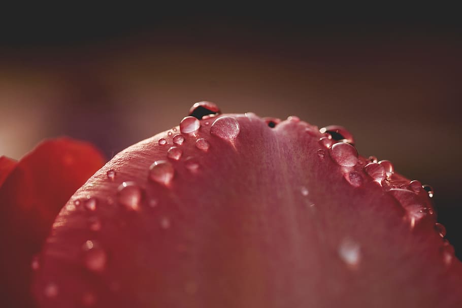food, light, water, blur, berry, close-up, dew, dewdrops, focus HD wallpaper