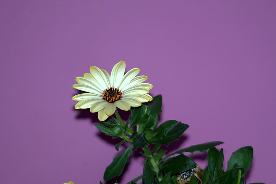 flower, aster, the petals, gold, green, daisy, pink, orange HD wallpaper