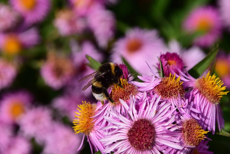 aster, hummel, blossom, bloom, insect, purple, flower, summer HD wallpaper