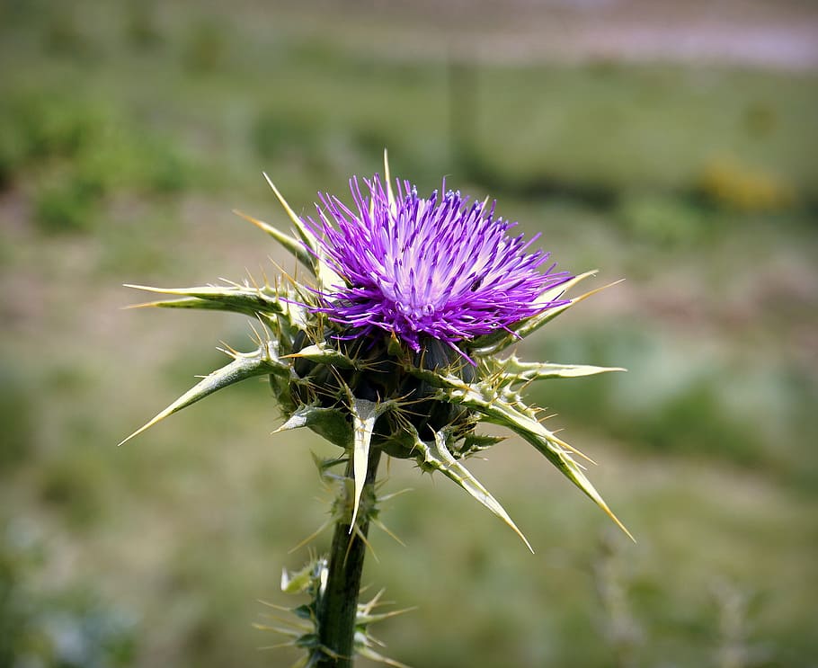 thistle, flower, violet, thorny, thorns, hawthorn, nature, beauty, HD wallpaper