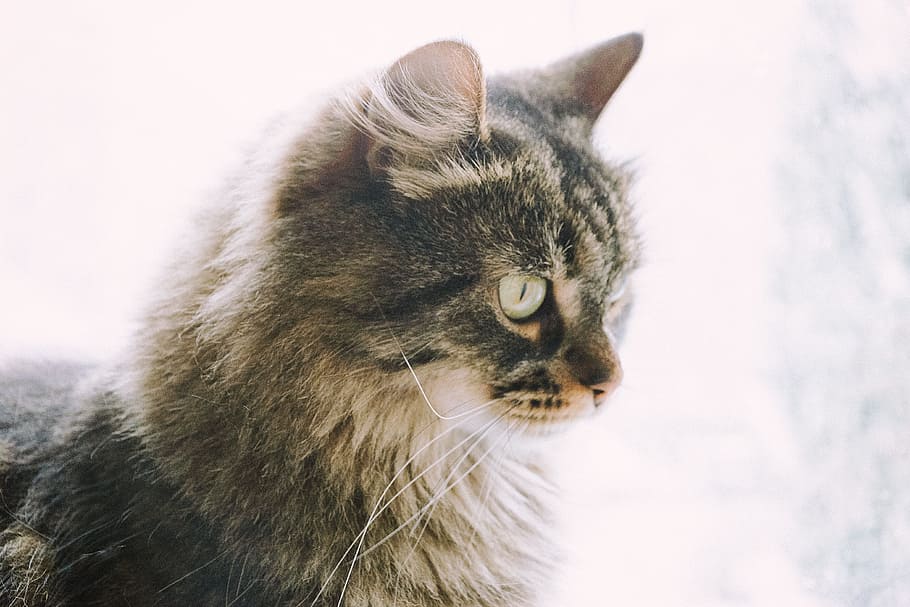 Winter cat, animals, pets, domestic Cat, cute, mammal, looking HD wallpaper