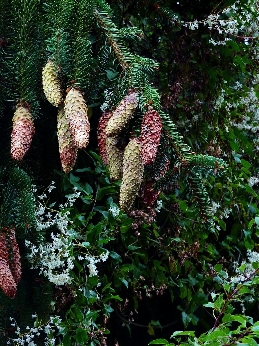 Branch, Brown, Fruit, Autumn, Sky, green, time of year, needles HD wallpaper