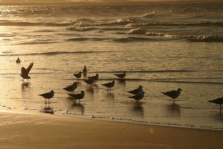 Sunset, Beach, Surf, Water, Sea, beach surf, ocean, sky, animals in the wild HD wallpaper