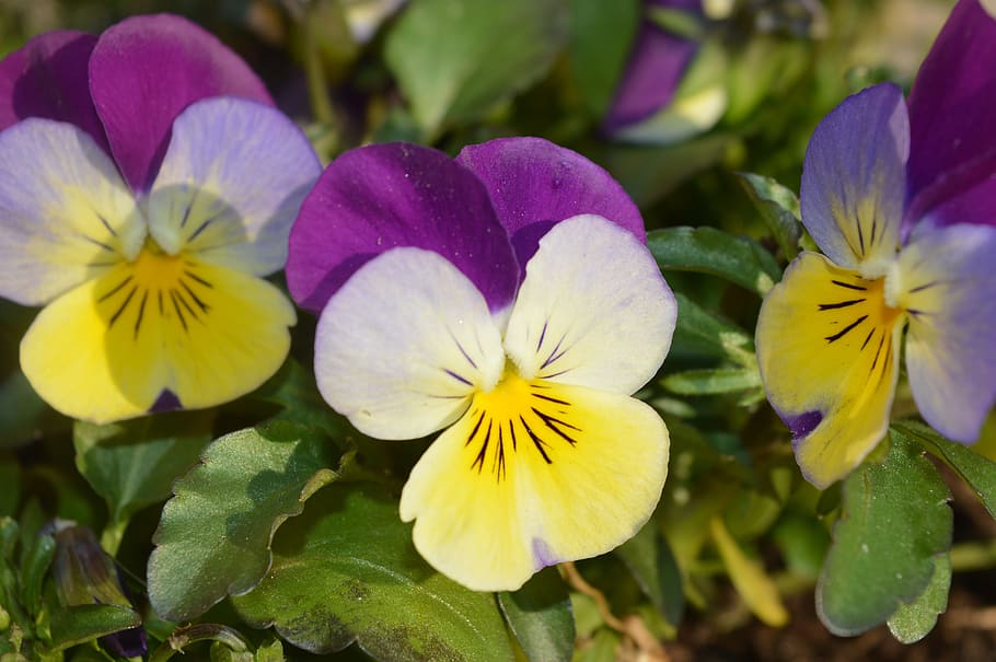 violet, spring, flower, flowers, field flowers, flowering plant HD wallpaper