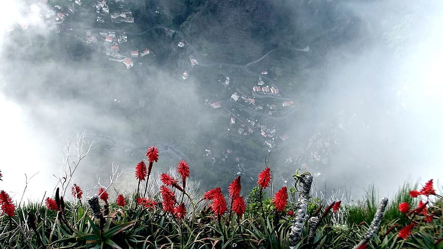 Nuns, Valley, Madeira, Fog, nuns valley, aloevera, plant, red, HD wallpaper