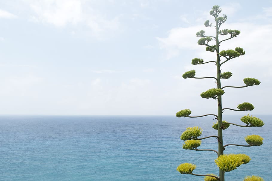green leaved tree near calm body of water, green leaf tree near body of water under white clouds HD wallpaper