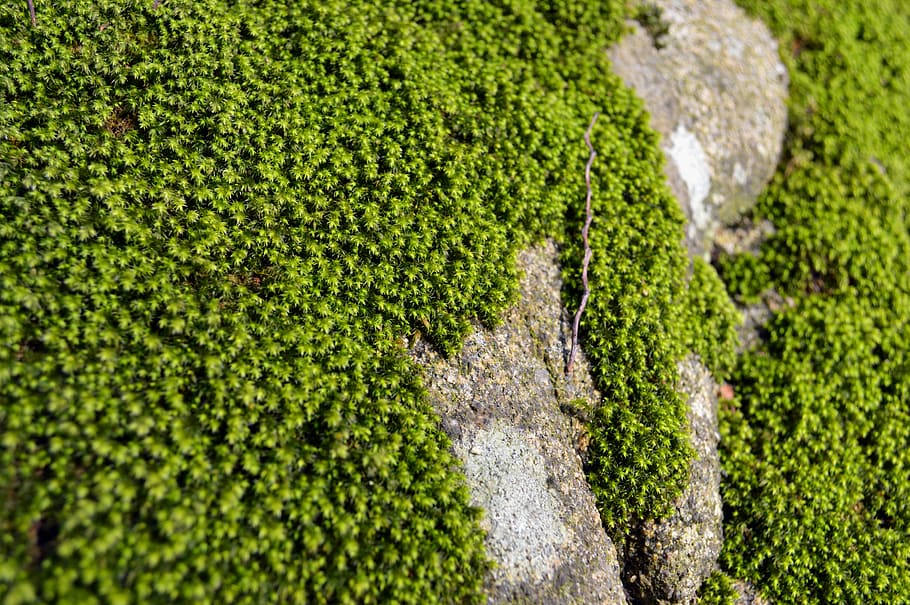 moss, forest, green, nature, green color, plant, no people HD wallpaper