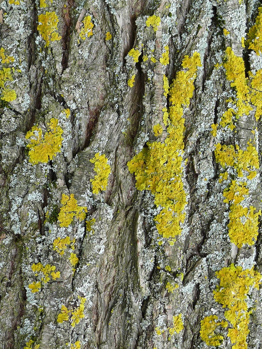 tree bark, lichen, close, yellow, full frame, plant, no people HD wallpaper