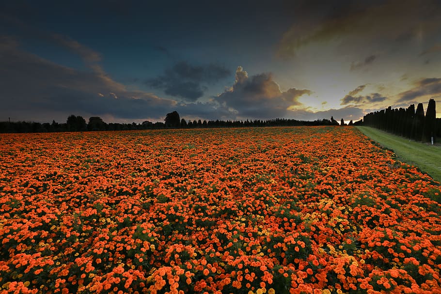 Flowers, Marigold, Sunset, abendstimmung, agriculture, nature HD wallpaper
