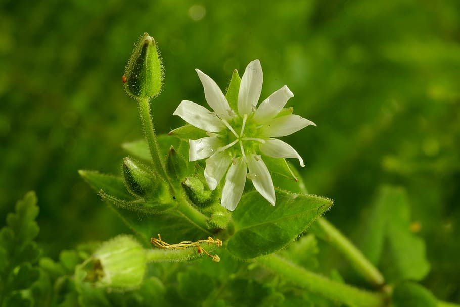 Flower, White, Clear, Green, Plant, tiny, stamens, macro, fern HD wallpaper