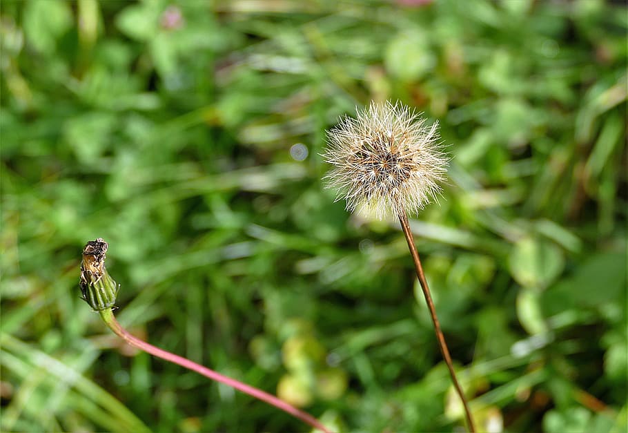 shallow focus photography of dandelion, macro, seeds, blossom HD wallpaper