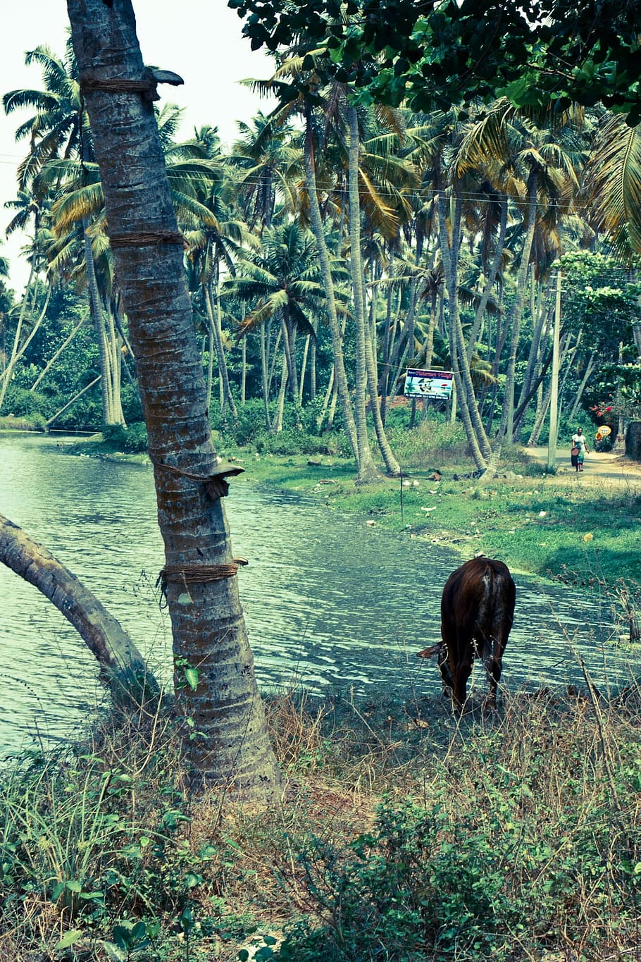 Beach, Palm, Holiday, India, Kerala, Cow, tree, nature, one animal HD wallpaper
