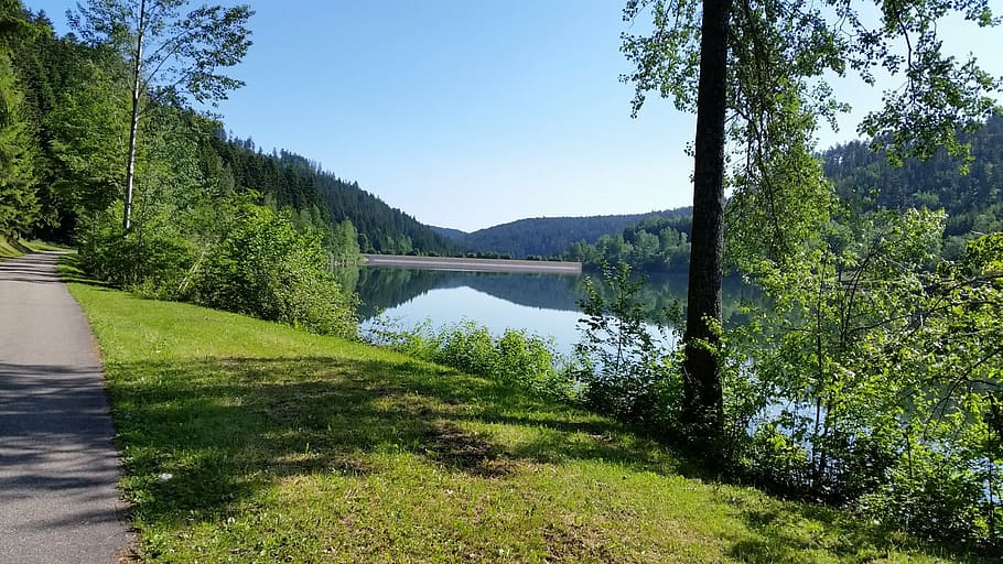lake, black forest, summer, hike, bergsee, nature, trees, plant HD wallpaper