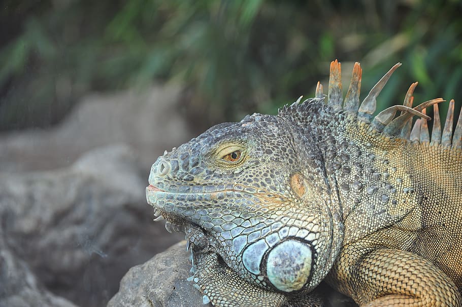 lizard, tropics, exotic, animal, animal themes, reptile, one animal HD wallpaper