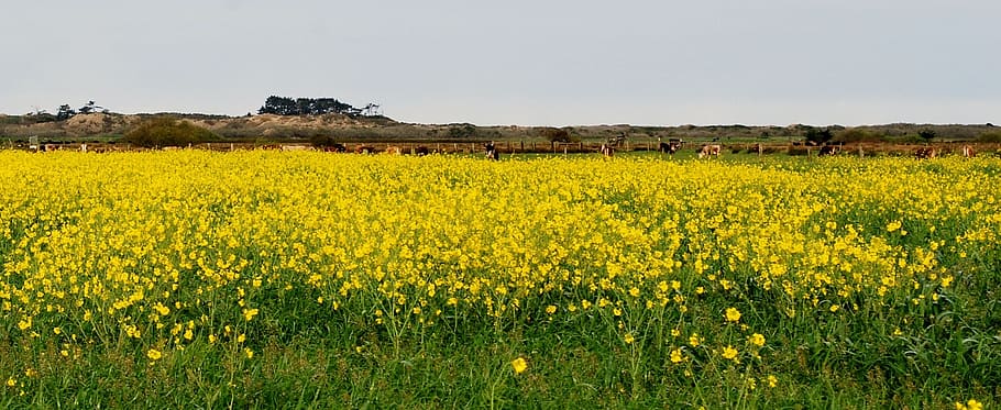 Wild Mustard, Mustard, Yellow, Countryside, agriculture, field, HD wallpaper