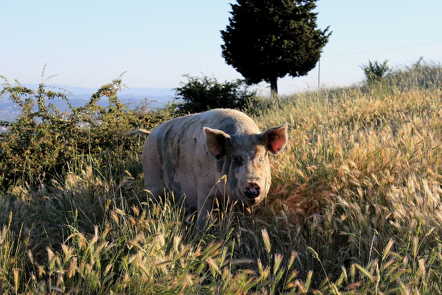 pig, travalle, prato, wheat, campaign, hill, plant, mammal HD wallpaper