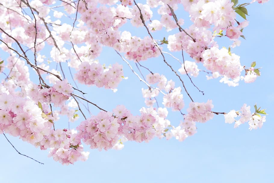 low-angle photography of pink cherry blossoms, tree, flower tree HD wallpaper