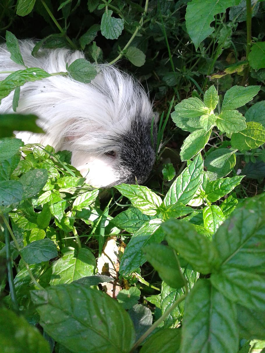 guinea pig, pet, hidden, grass, leaves, rodent, nager, one animal HD wallpaper