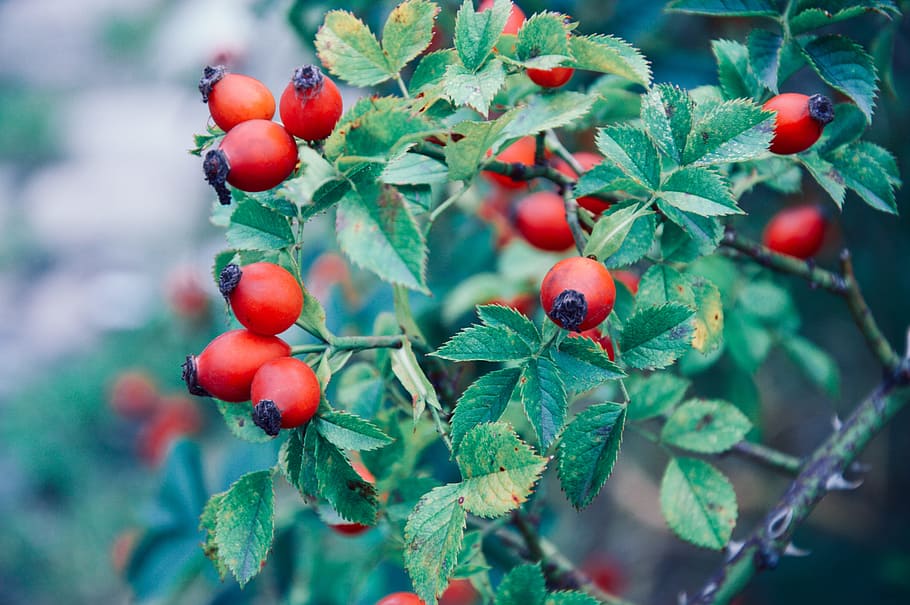 leaves, plants, garden, fruit, food and drink, healthy eating HD wallpaper