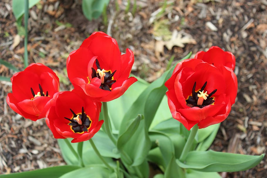 Flowers, Tulips, Springtime, red, garden, bloom, floral, may HD wallpaper