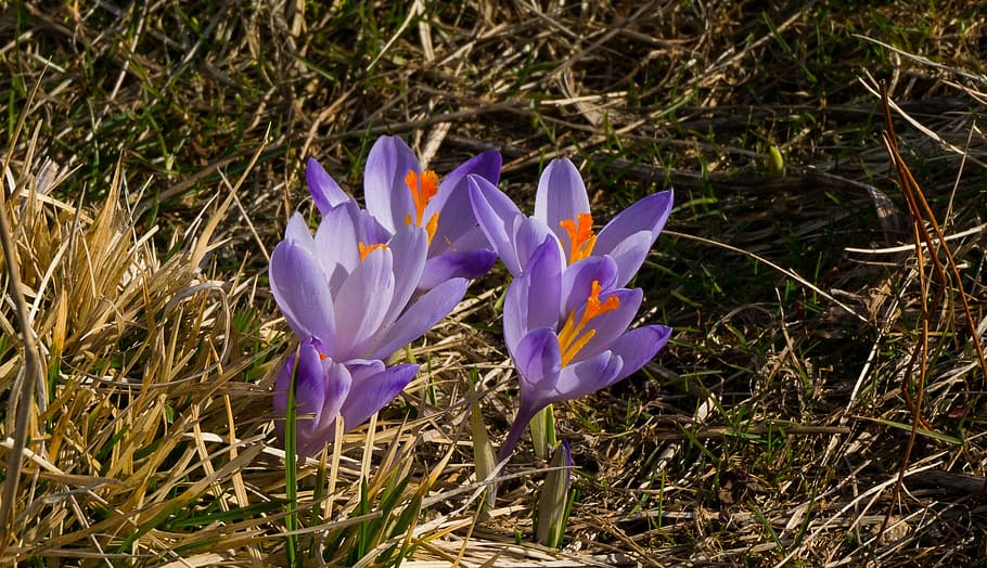 flower, spring, crocus, flowering plant, vulnerability, iris HD wallpaper