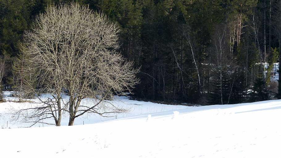 Black Forest, Winter, Snow, Tree, nature, cold temperature HD wallpaper