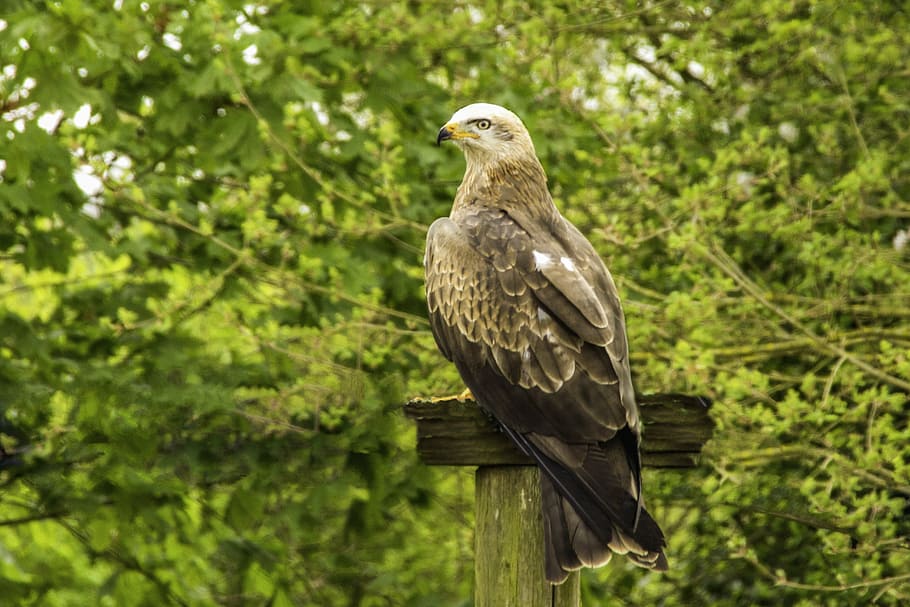 bird, wildlife, hawk conservancy, nature, feather, beak, ornithology HD wallpaper