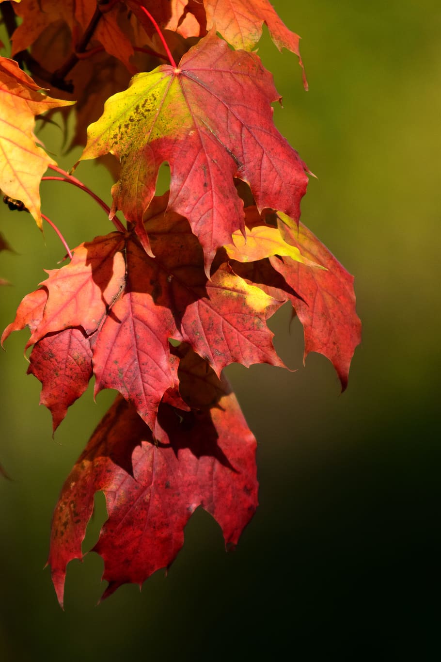 maple, leaves, autumn, maple leaves, colorful, fall foliage HD wallpaper