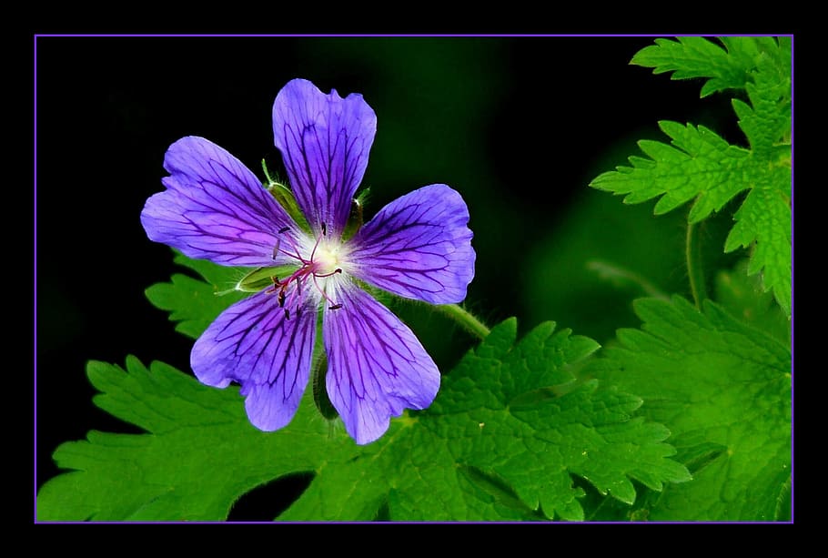 cranesbill, blossom, bloom, garden, summer, purple, macro, flower HD wallpaper