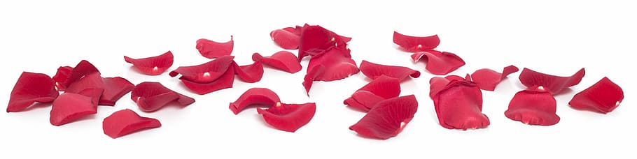 red flower petals on white surface, rose, leafs, nature, white background HD wallpaper