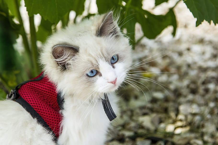 white Persian cat near green plant outdoors, kitten, cats, animals HD wallpaper