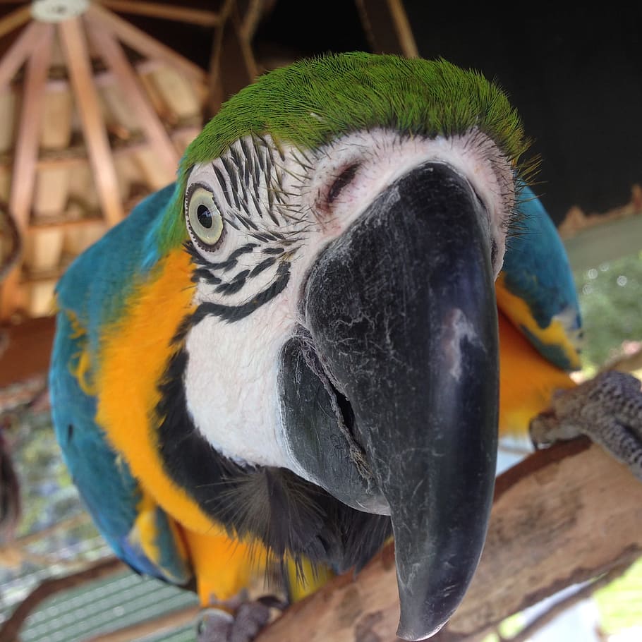 Parrot, Arara, Bird, Brazil, Jungle, nature, animal wildlife HD wallpaper