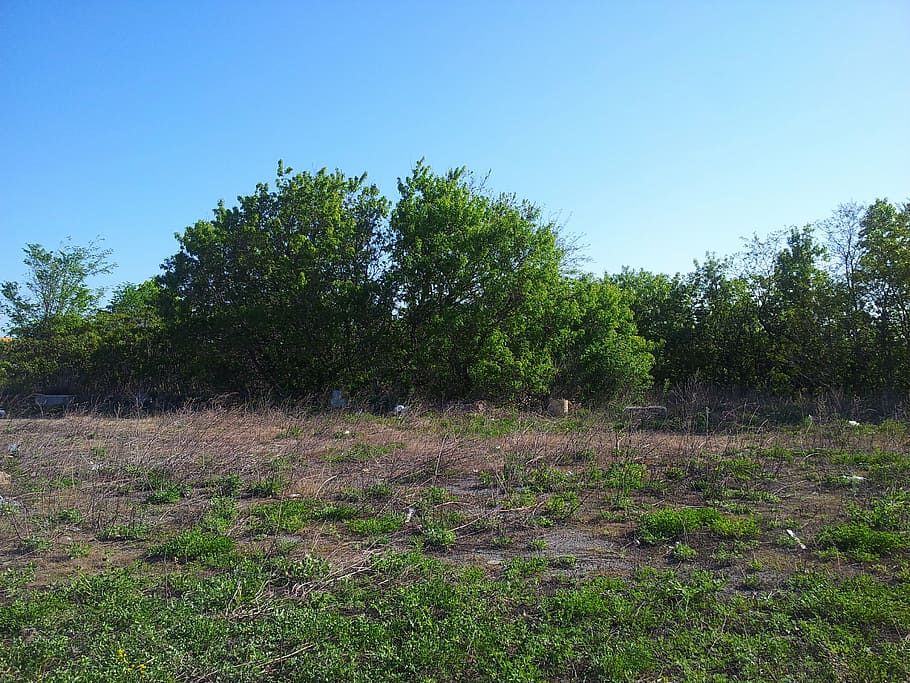 trees, grass, corn grass, tall grass, sky, blue, green, nature HD wallpaper