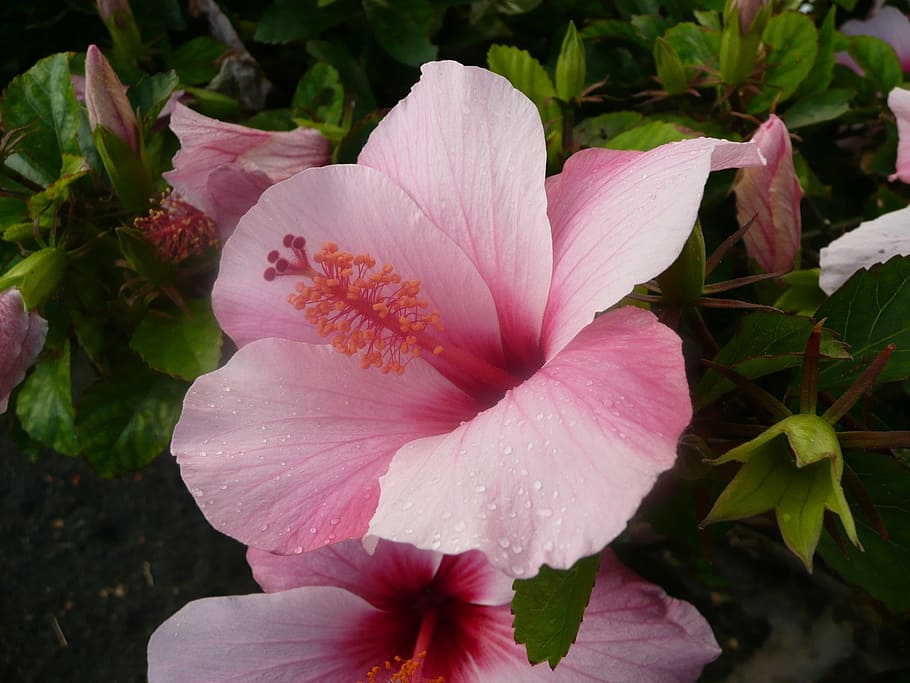 blossom, bloom, pink, flower, plant, pink flower, summer, close HD wallpaper