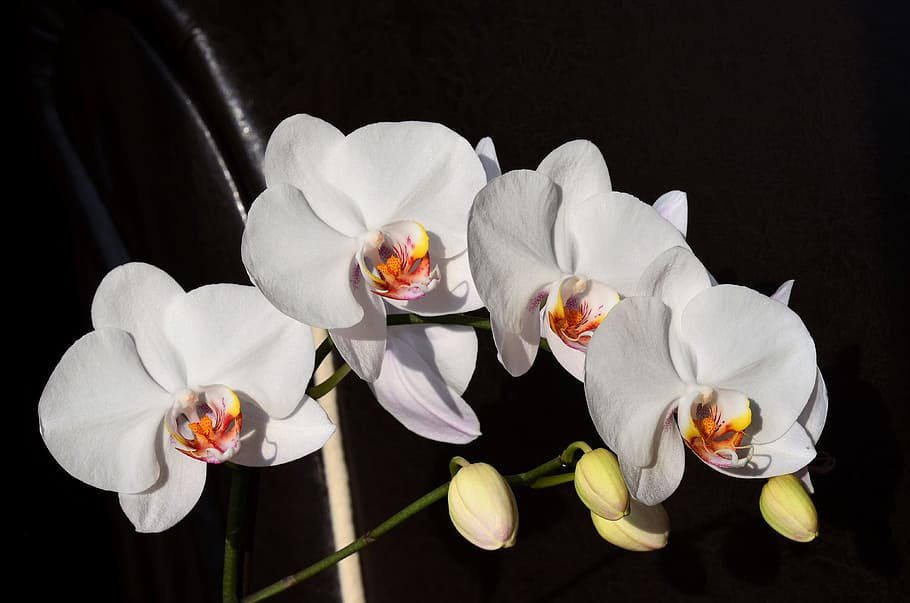 close-up photo of white petaled flowers, Orchid, White, Flower HD wallpaper