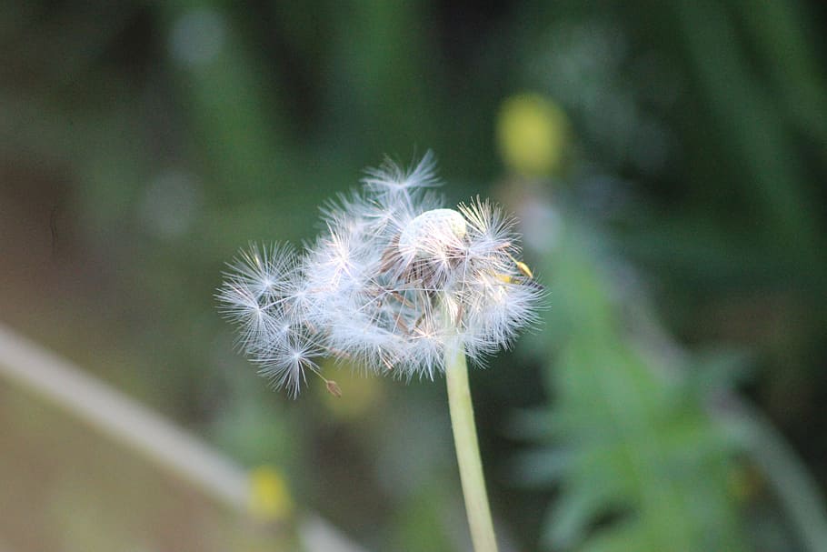 wind, spring, flowers, buds, flora, delicate, plant, flowering HD wallpaper