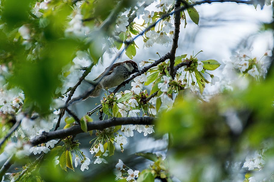 bird, sparrow, young, close, plumage, sparrows, foraging, nature HD wallpaper