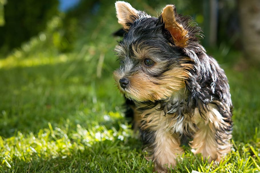 shallow focus photography of black and brown Yorkshire terrier puppy standing on grass lawn during day