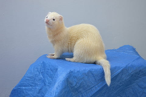 beige and white ferret, huron, hurolates, pets, ferrets, animal HD wallpaper