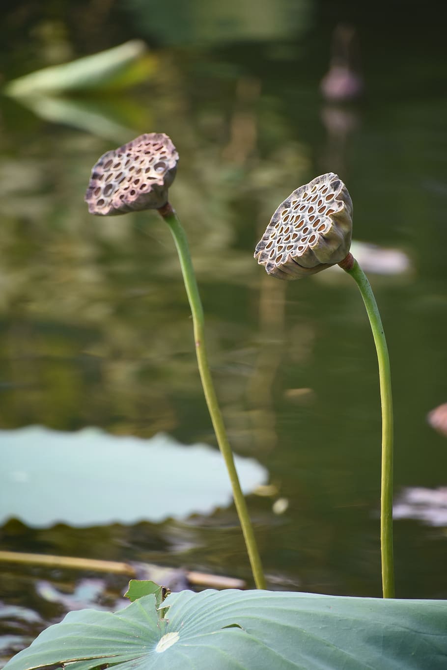 lotus root, autumn, lotus leaf, plant, growth, flower, beauty in nature HD wallpaper