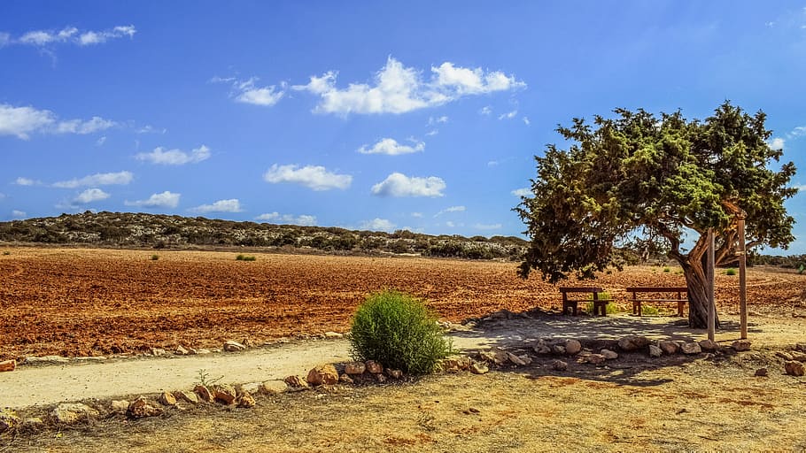 cyprus, cavo greko, tree, lonely, landscape, nature, nature landscape HD wallpaper