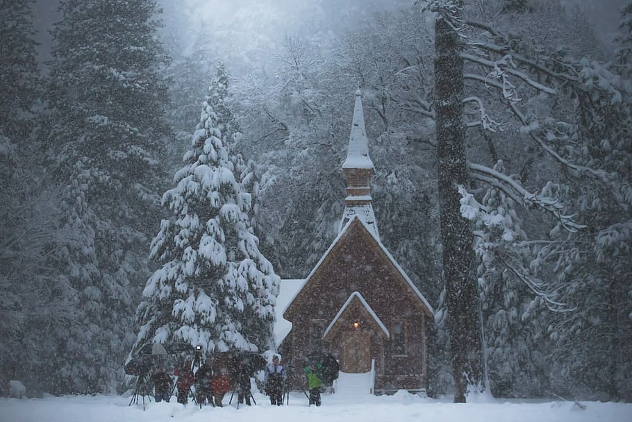 people standing outside church and forest, ice covered pine tree beside house HD wallpaper