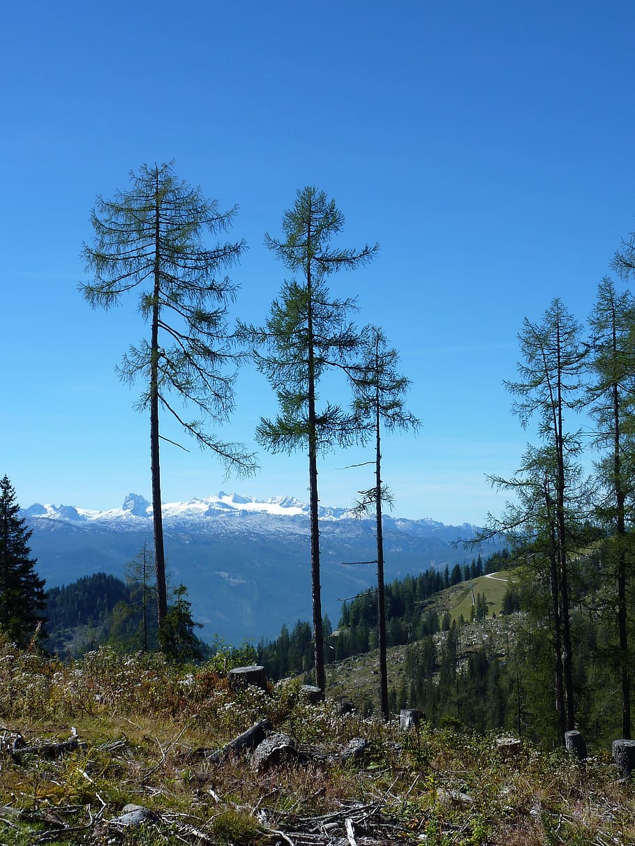 mountains, firs, austria, plant, tree, sky, tranquil scene HD wallpaper