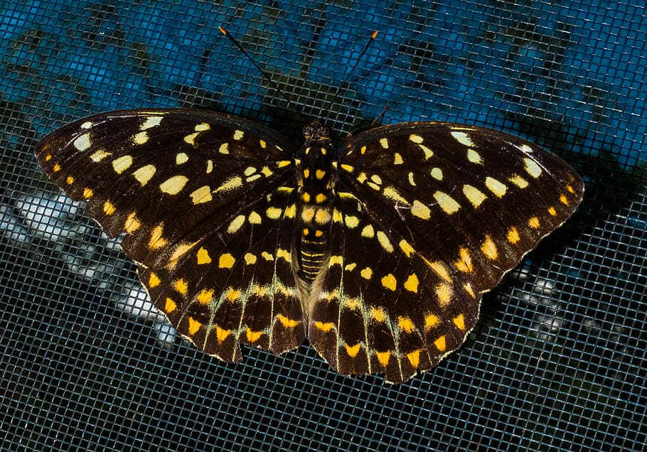 Butterfly, Insect, Public Record, one animal, animal themes HD wallpaper