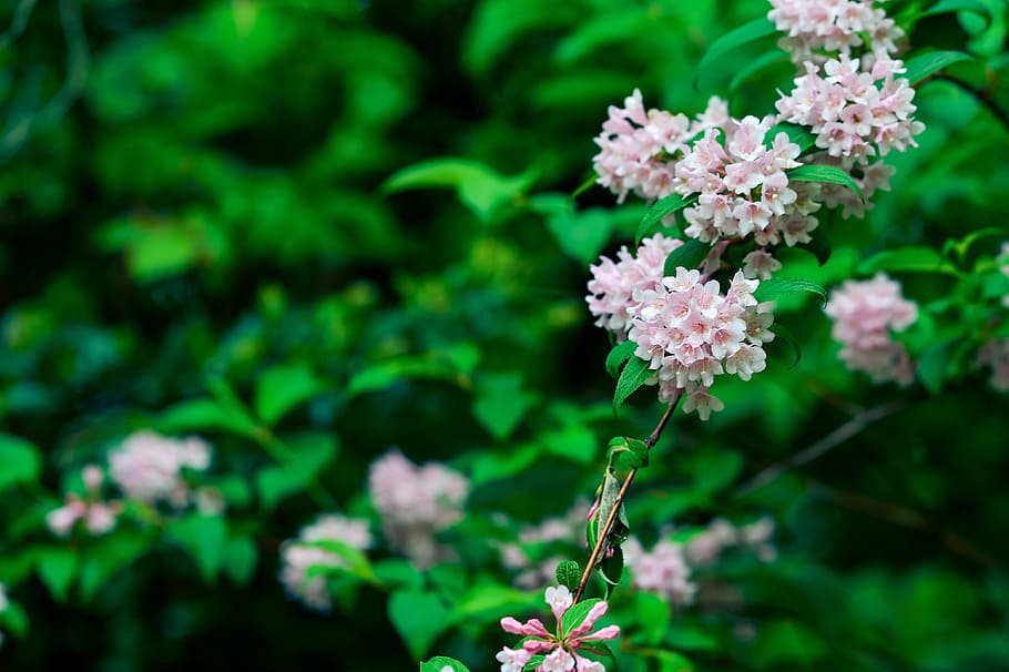 natural, plant, mountain, green, flowers, pink, weigela, japan, HD wallpaper