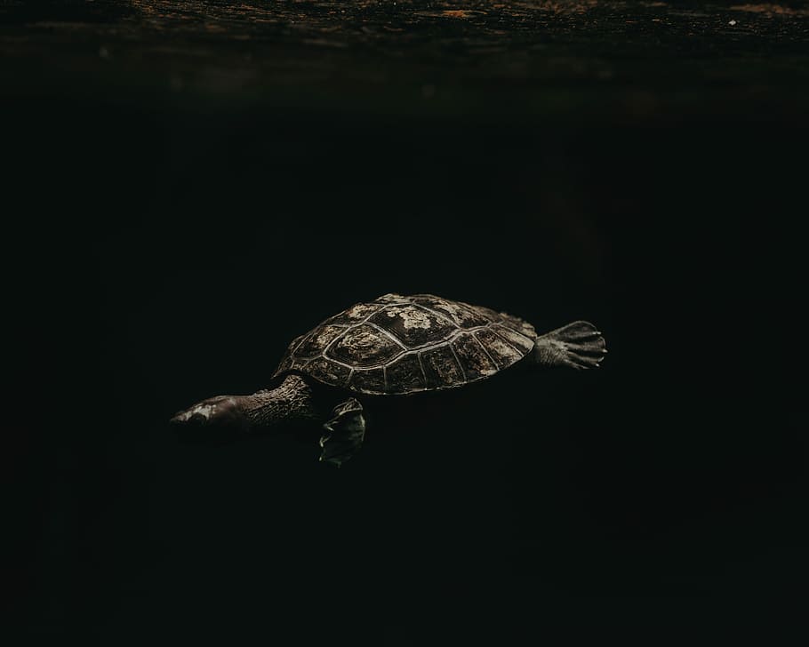 turtle underwater, swimming sea turtle, reptile, black background, HD wallpaper
