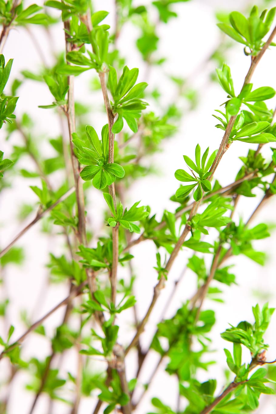 plants, abstract, leaf, growth, green color, plant part, close-up HD wallpaper