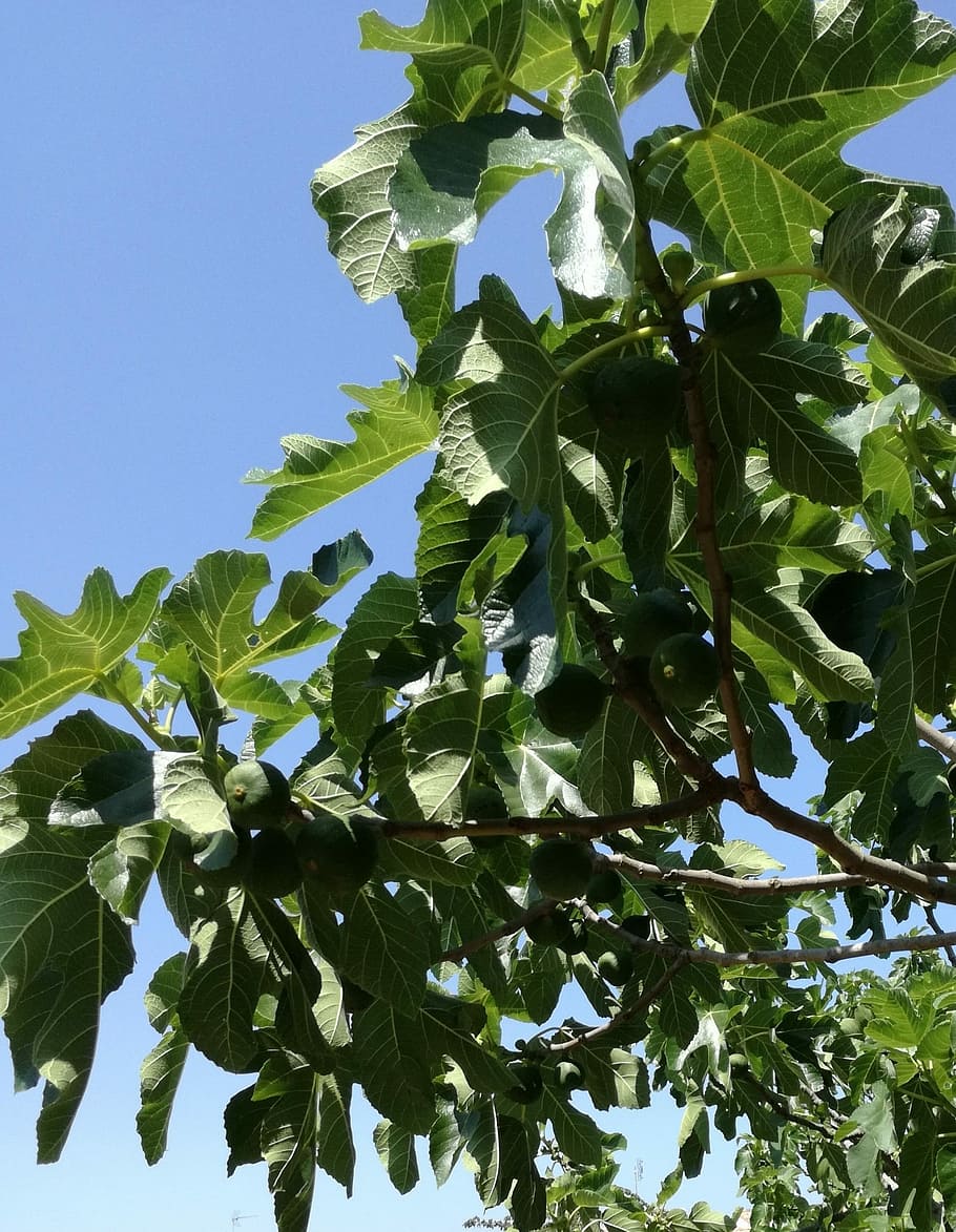 figs, fig tree, foliage, leaves, fruit, nature, leaf, plant part HD wallpaper
