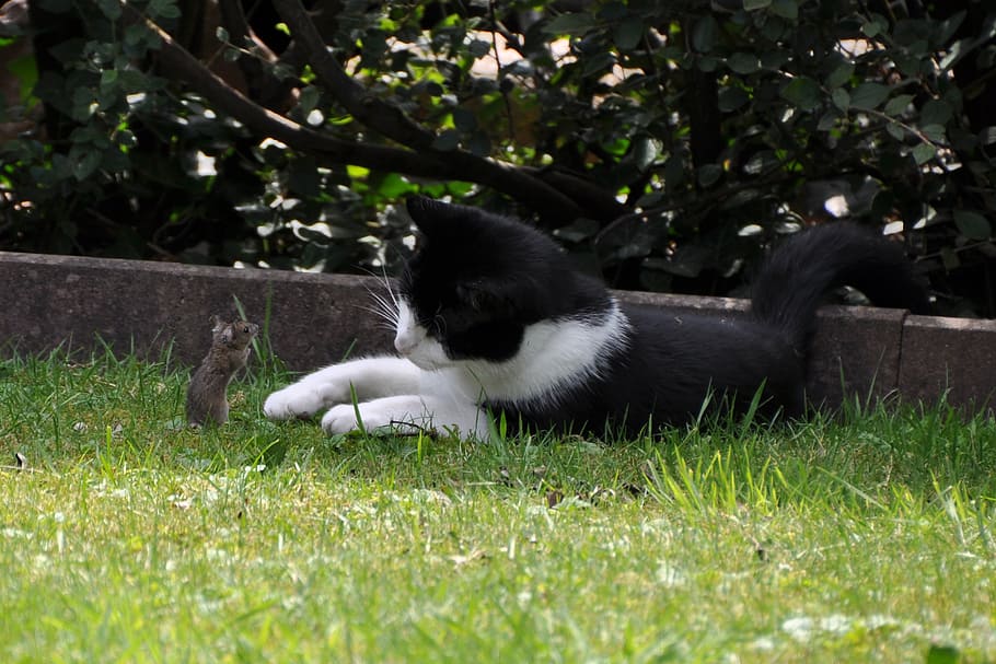 black and white cat lying in front of mouse, catch, hunting HD wallpaper