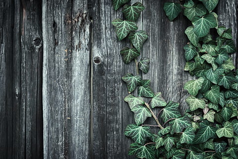 green leaf plants leaned on woods, tree, cardboard, ivy, grow up HD wallpaper
